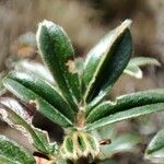 Polylepis sericea Leaf