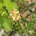 Lantana camaraBlomst