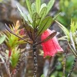Thiollierea campanulata Floare