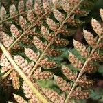 Polystichum setiferum Φρούτο