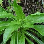 Hieracium amplexicaule برگ