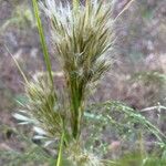 Andropogon bicornis Fruit