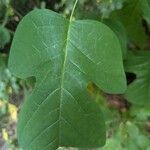 Liriodendron chinenseFoglia