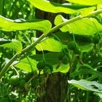 Polygonatum multiflorum Leaf