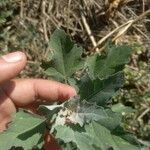 Chenopodium ficifolium Leaf