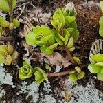 Sedum ternatum পাতা