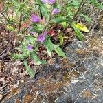 Echium rosulatum Blüte
