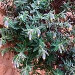Podonosma orientalis Flower