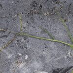 Paspalum distichum Flower