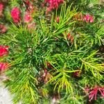 Grevillea rosmarinifolia Листок