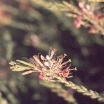 Oenothera suffrutescens Flor