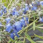 Salvia azurea 花