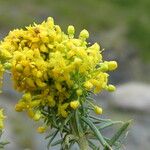 Galium verum Flors