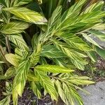 Alpinia zerumbet 葉