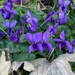 Viola hirta Çiçek