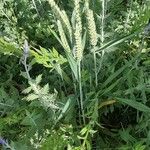 Triticum aestivum Blüte