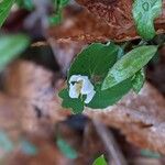Sanguinaria canadensis Λουλούδι