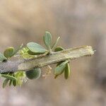 Boscia foetida Folha