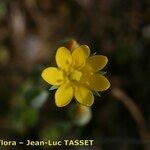 Blackstonia imperfoliata Flor