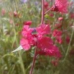 Clarkia unguiculataFlors