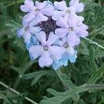 Glandularia gooddingii Flower