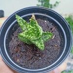 Aloe squarrosa Blatt