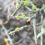 Genista microphylla Blatt