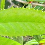 Berberis julianae Leaf