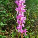 Orchis mascula Õis