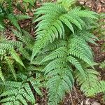 Polystichum luctuosum برگ