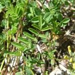 Hippocrepis comosa Blatt