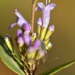 Cunila origanoides 花