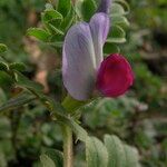 Vicia macrocarpa Virág