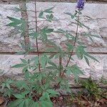 Vitex agnus-castus অভ্যাস