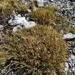 Carex firma Alkat (teljes növény)