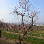 Prunus persica Агульны выгляд