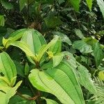 Dichaetanthera africana Leaf