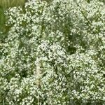 Galium elongatum Цвят