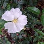 Rosa laevigata Flower
