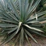 Agave fourcroydes Листок