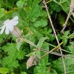 Silene latifolia花