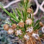 Euryops arabicus Frugt