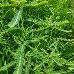 Phyllanthus niruri 葉