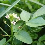 Nasturtium officinale Hàbitat