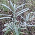 Artemisia ludovicianaLeaf