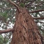 Sequoiadendron giganteum বাকল