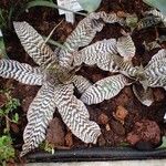 Cryptanthus zonatus Συνήθη χαρακτηριστικά