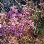 Limonium insigne Flower