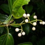 Miconia cooperi Leaf