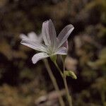 Montia parvifolia Flor